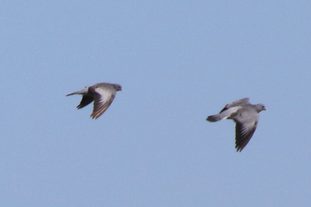 Aiuto ID Columbidae: Colombella (Columba oenas)